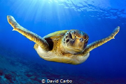 Green turtle under the sun in Canary Islands by David Carbo 